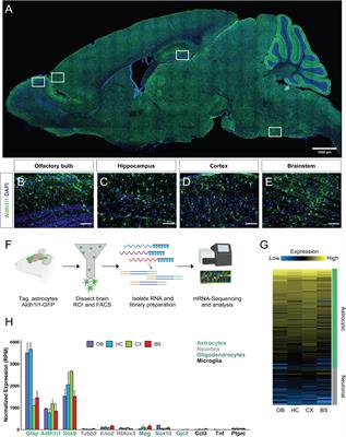 Regionally Distinct Astrocytes Display Unique Transcription Factor Profiles in the Adult Brain